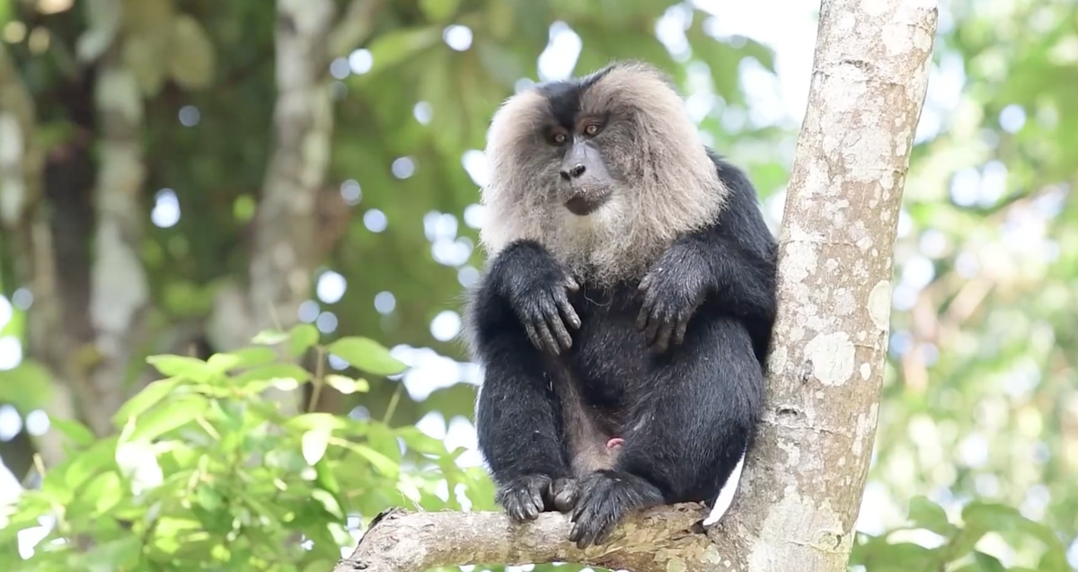 Watch | Saving the rare Lion-Tailed Macaques - The Hindu